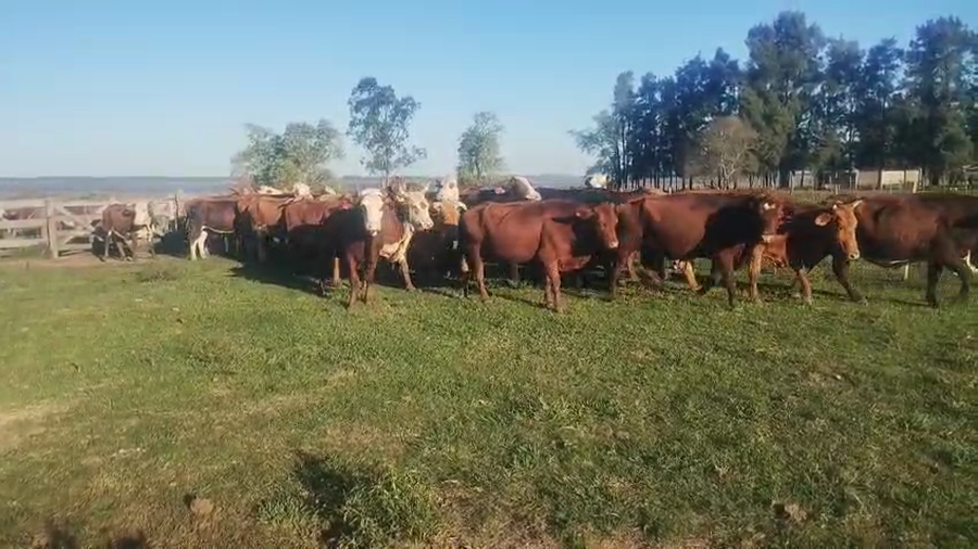 Lote 35 Vacas medio uso C/ gtia de preñez