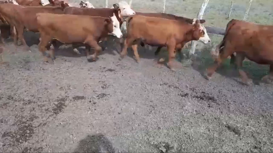 Lote 72 Terneros/as en Villaguay, Entre Ríos