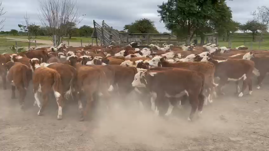 Lote 114 Terneros/as en Curuzú-Cuatiá, Corrientes