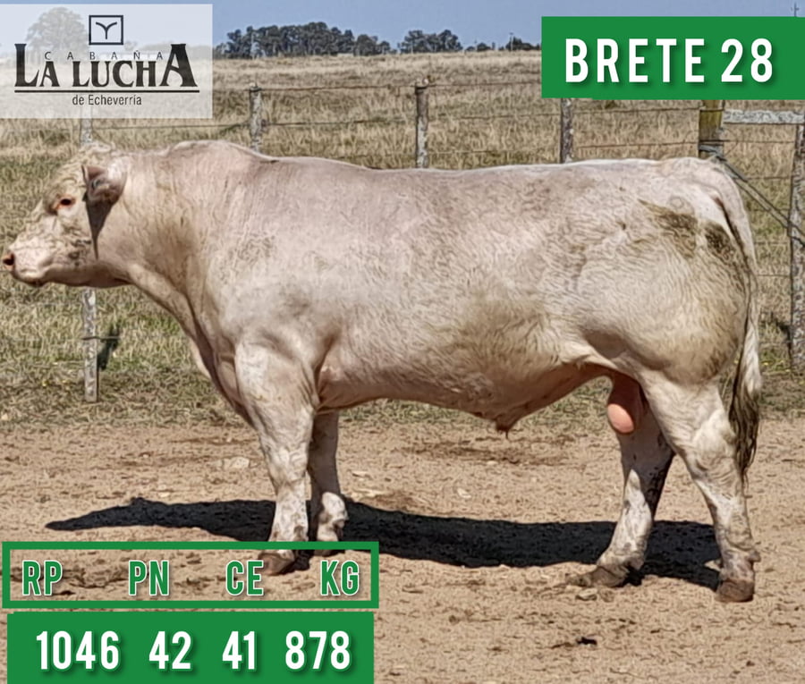 Lote TOROS CHAROLAIS PI
