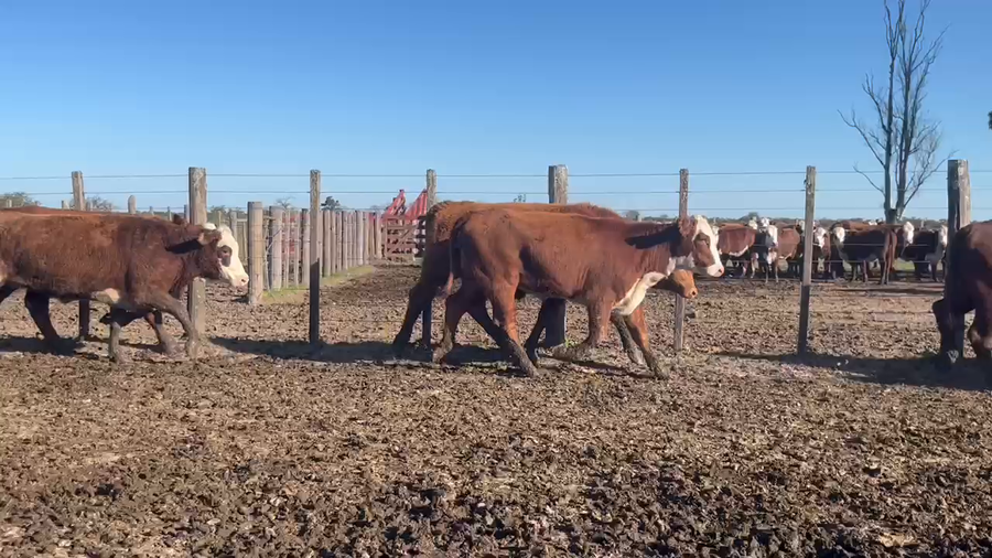 Lote 37 Vaquillonas preñadas