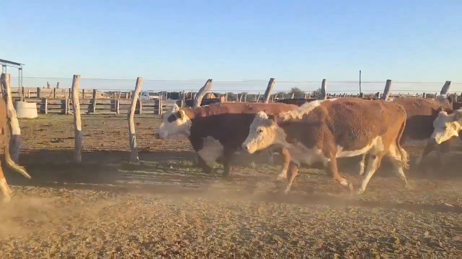 Lote 60 Vacas de invernar en Corrientes, Curuzu Cuatia