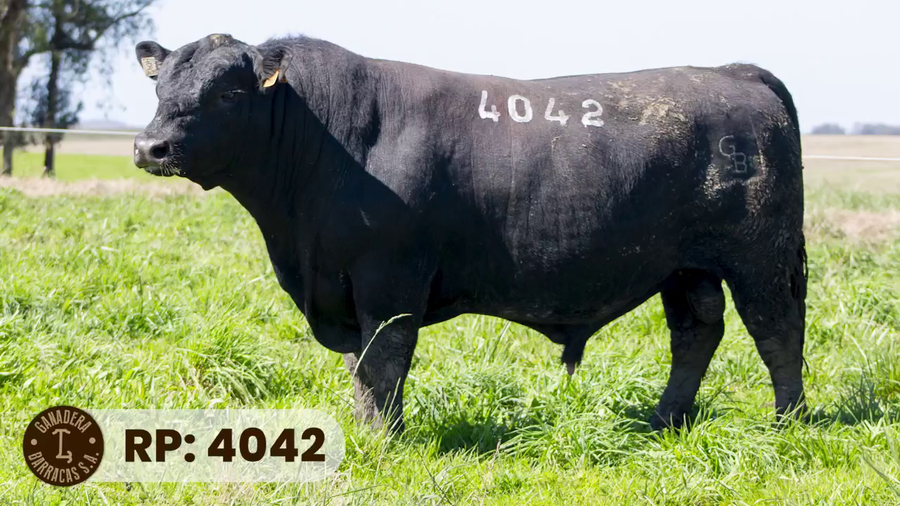 Lote RP 4042