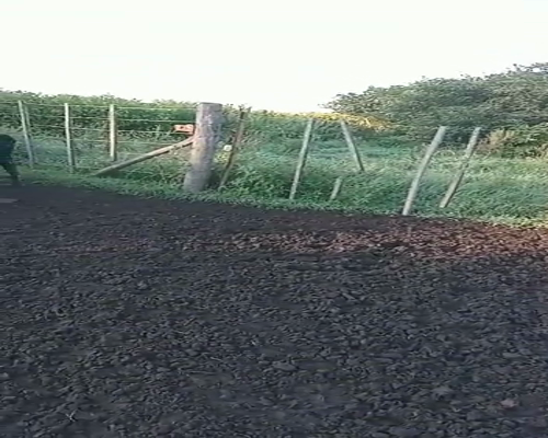 Lote 26 TERNEROS/AS, 150 KG, EN LAS FLORES, PBA