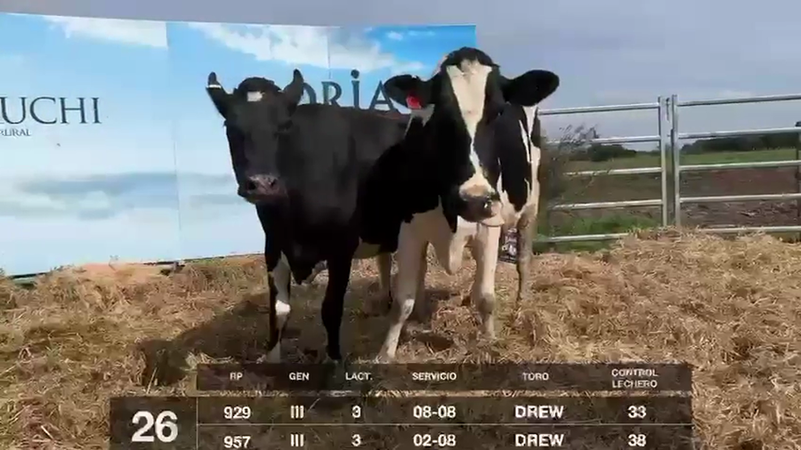 Lote VACAS EN PRODUCCIÓN CON SERVICIO