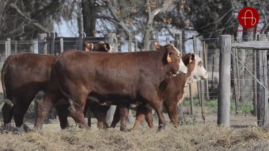 Lote VAQUILLONAS BRAFORD SUNCHALES 2025 EL ALJIBE