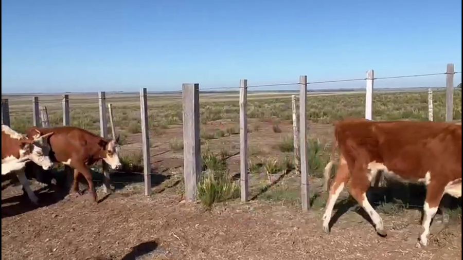 Lote VAQUILLONAS Y VACAS
