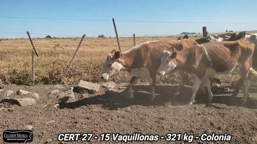 Lote 15 Vaquillonas 1 a 2 años en Colonia