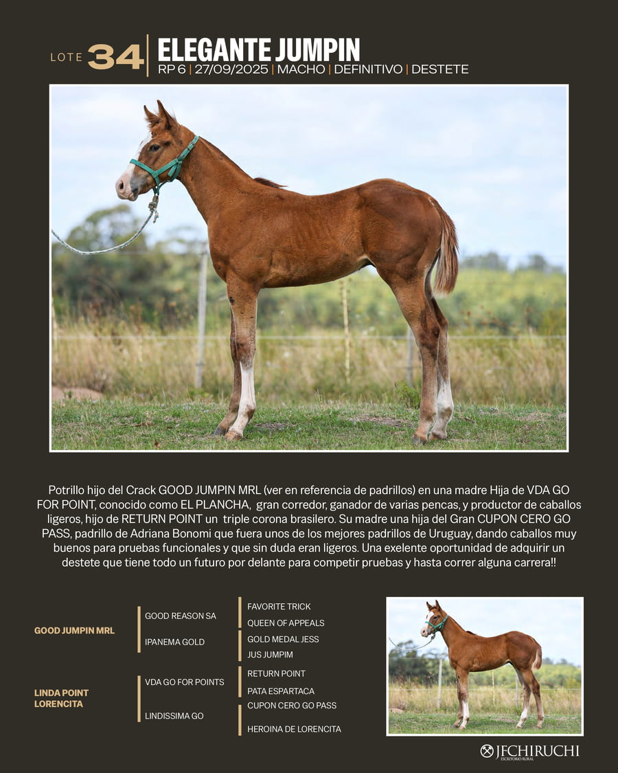 Lote ELEGANTE JUMPIN