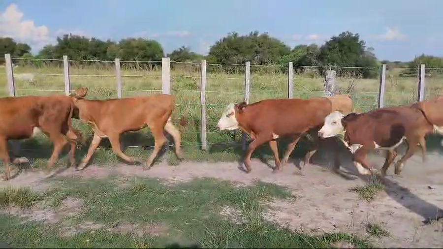 Lote 72 Terneras