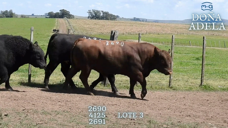 Lote TOROS ABERDEEN ANGUS