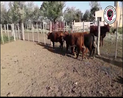 Lote 12 Terneras de 170 Kg