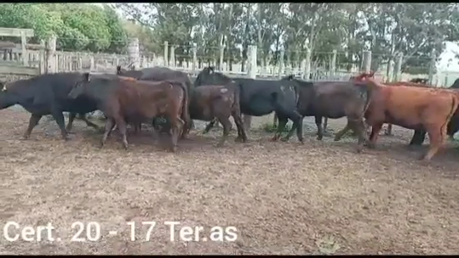 Lote TERNERAS