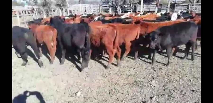 Lote 70 Terneros/as en Villaguay, Entre Ríos