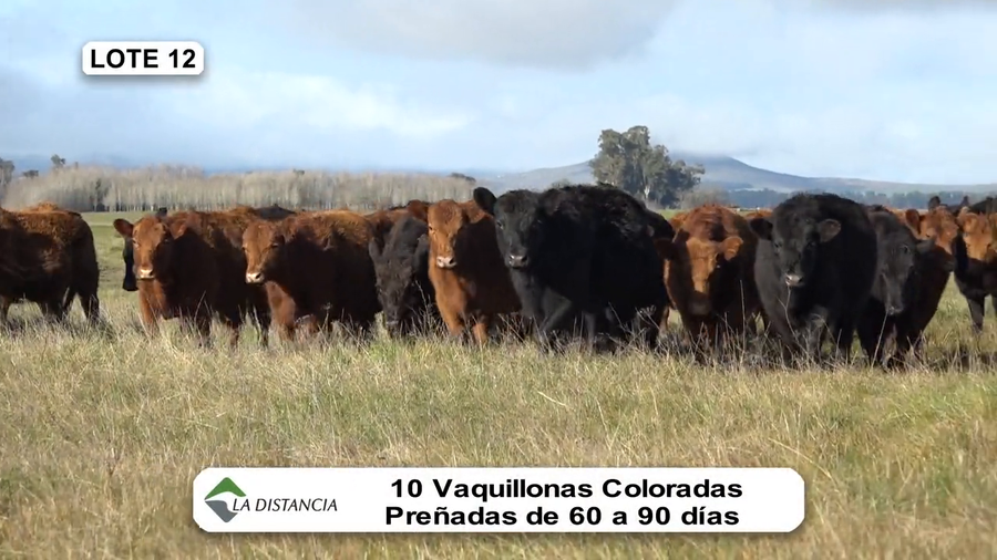 Lote Vientres Paridos MaS - Puros Controlados