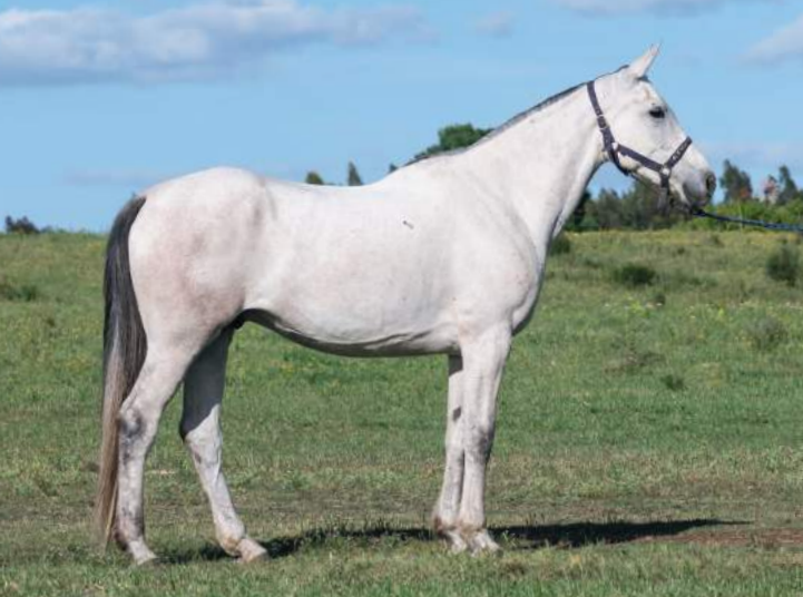 Lote BAR HENDRIX HARAS BINT AL REEH