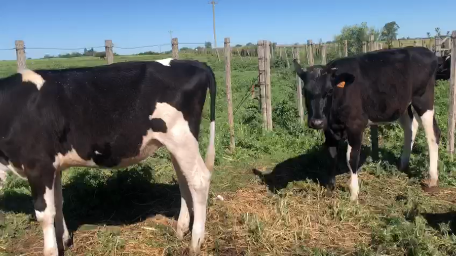 Lote 5 Terneras Holando a remate en Pantalla Camy 200kg - , San José