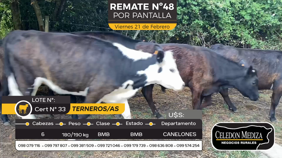 Lote 6 Terneros y Terneras en Otra Localidad, Canelones