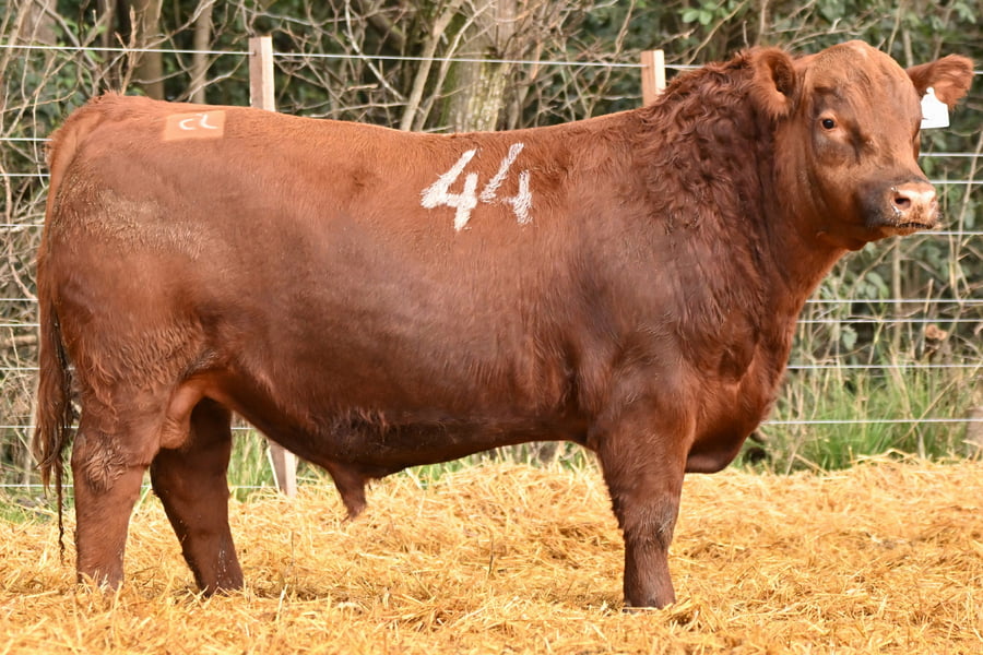 Lote TOROS ANGUS PC