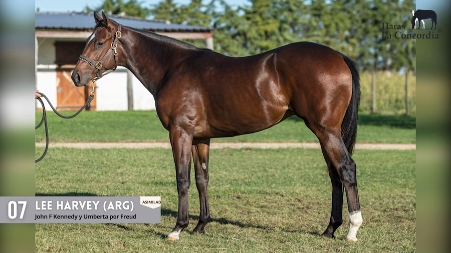 Lote LEE HARVEY (ARG)