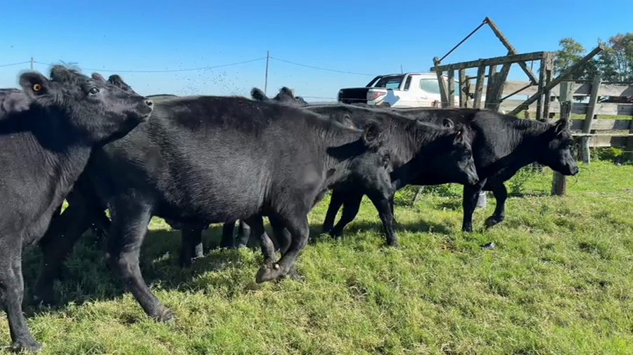 Lote VAQUILLONAS 1 a 2 AÑOS