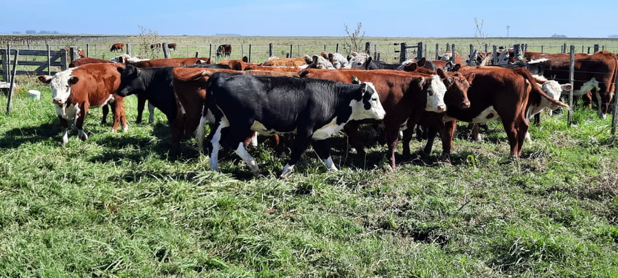 Lote 21 Terneras en Gral. Lamadrid, Buenos Aires