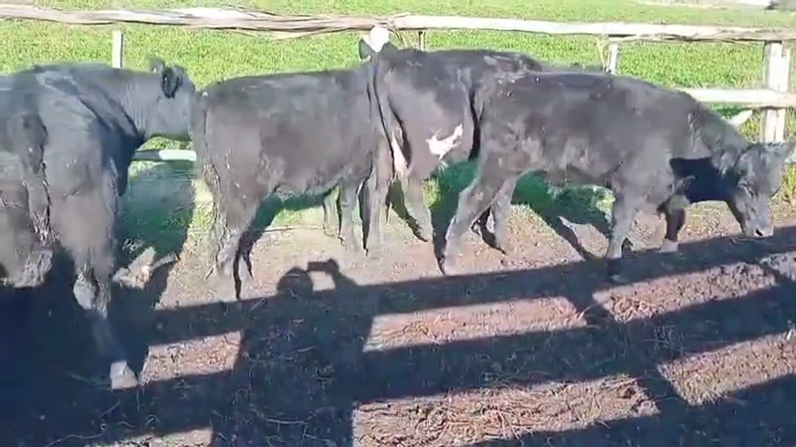 Lote NOVILLOS DE 1 A 2