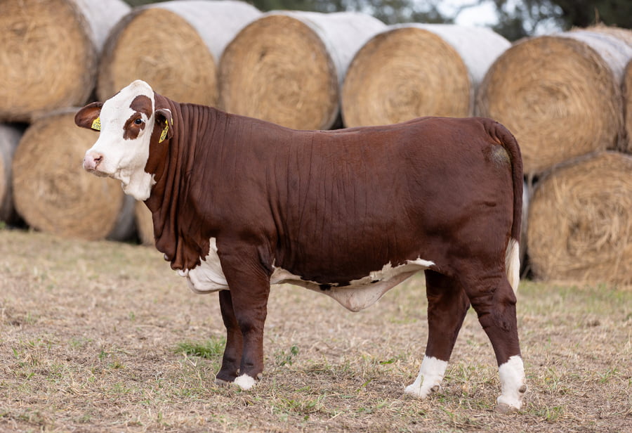 Lote LOTE 32