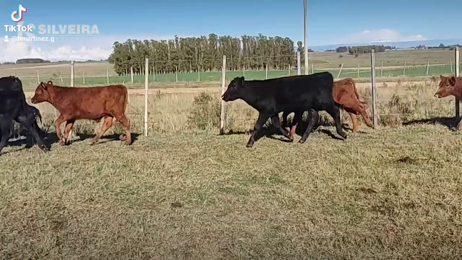 Lote 31 Terneros en Minas, Lavalleja