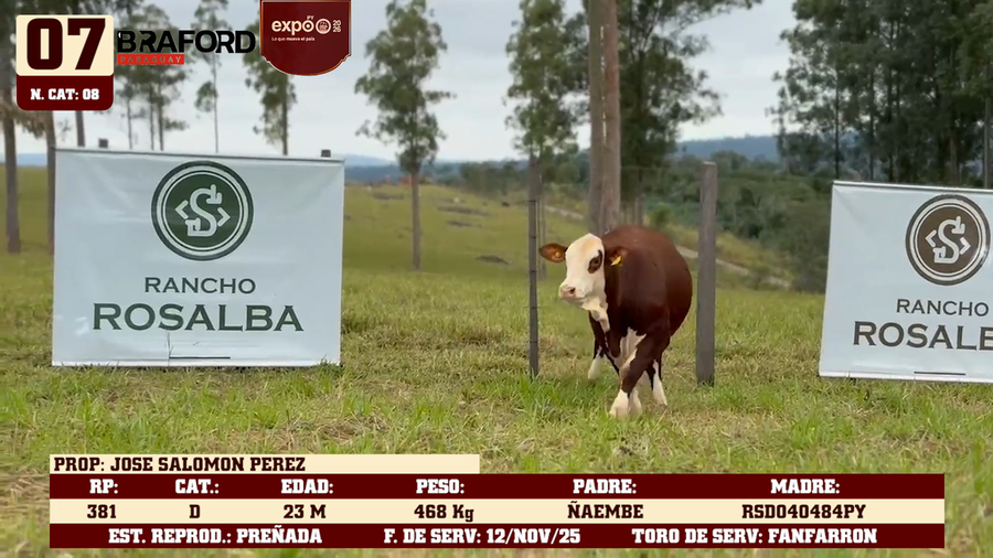 Lote LOTE 7