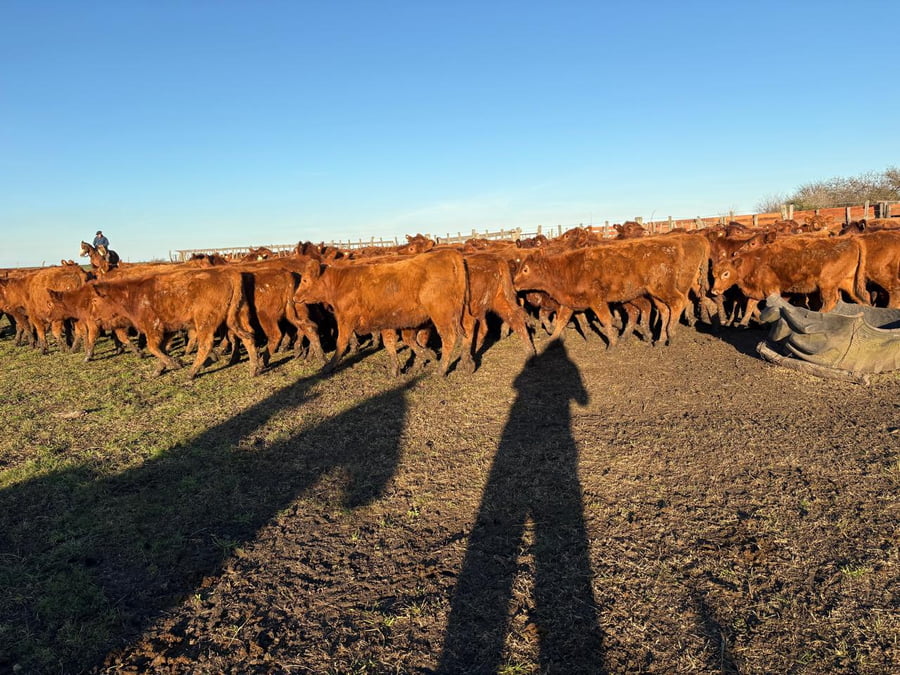 Lote 60 Terneras en Entre Ríos, Villaguay