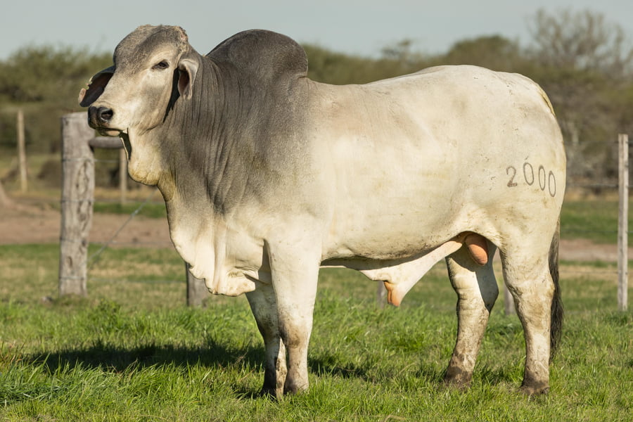 Lote Brahman