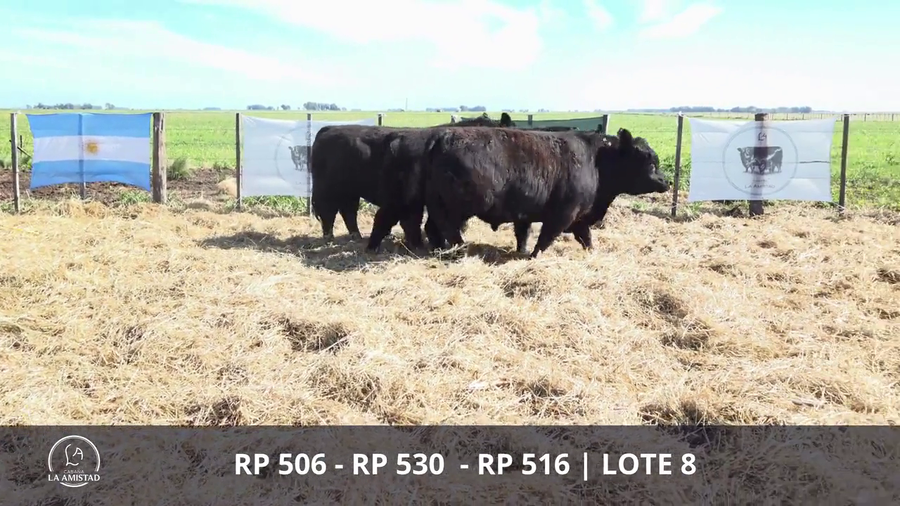 Lote TOROS PUROS POR CRUZA