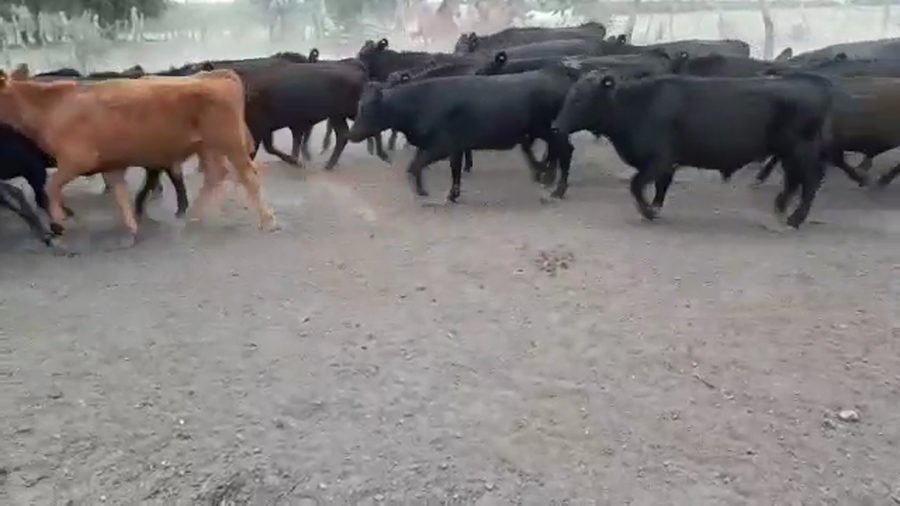 Lote 60 Terneros/as en Villaguay, Entre Ríos