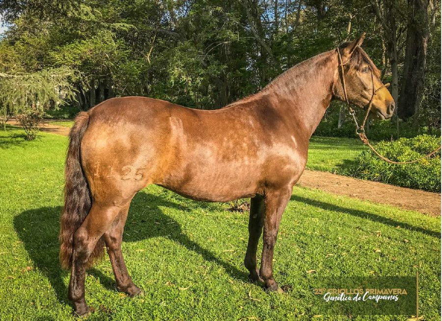 Lote QUELÉN TRANQUERA