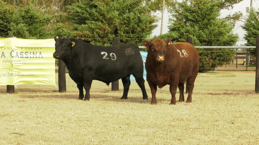 Lote TOROS ANGUS PUROS CONTROLADOS