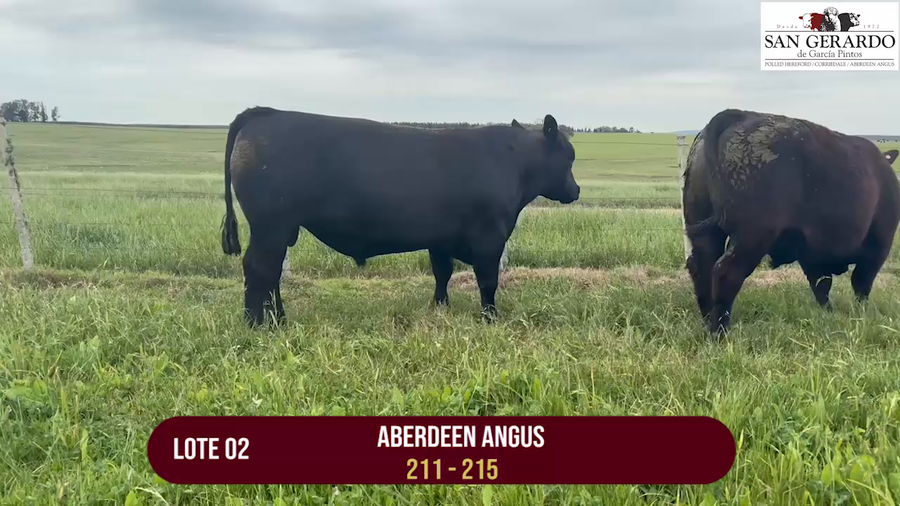 Lote TOROS ABERDEEN ANGUS