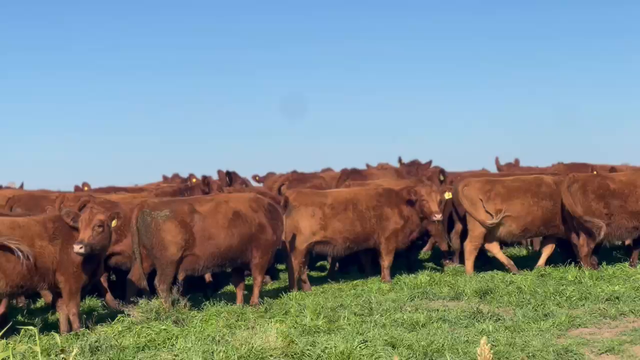 Lote 100 Vaquillonas C/ gtia de preñez