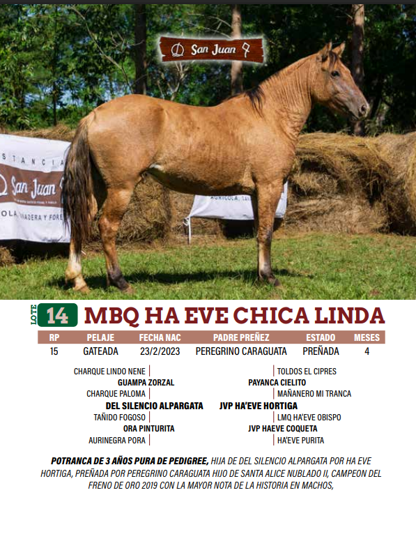 Lote LOTE 14