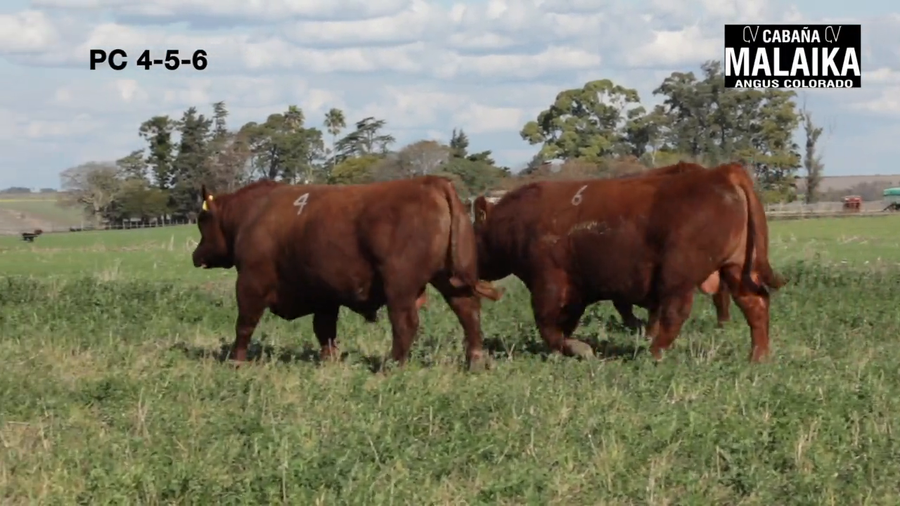Lote "TORO PURO CONTROLADO ""CABAÑA MALAIKA"""
