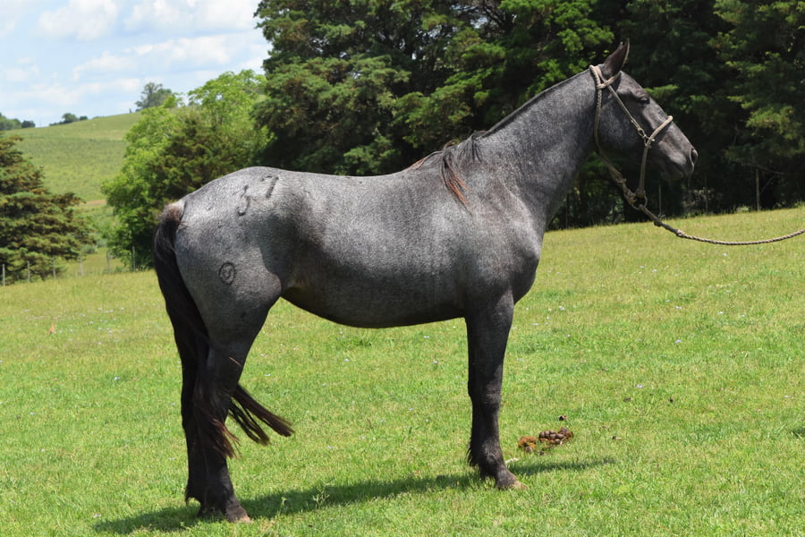 Lote RP 137 - FINALISTA TURENA