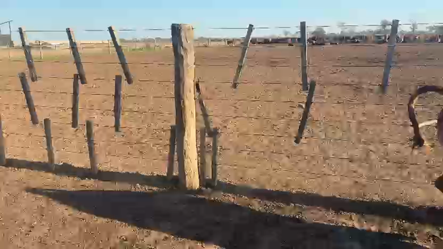 Lote 71 Vacas faena en Tucumán, Banda del Río Sali