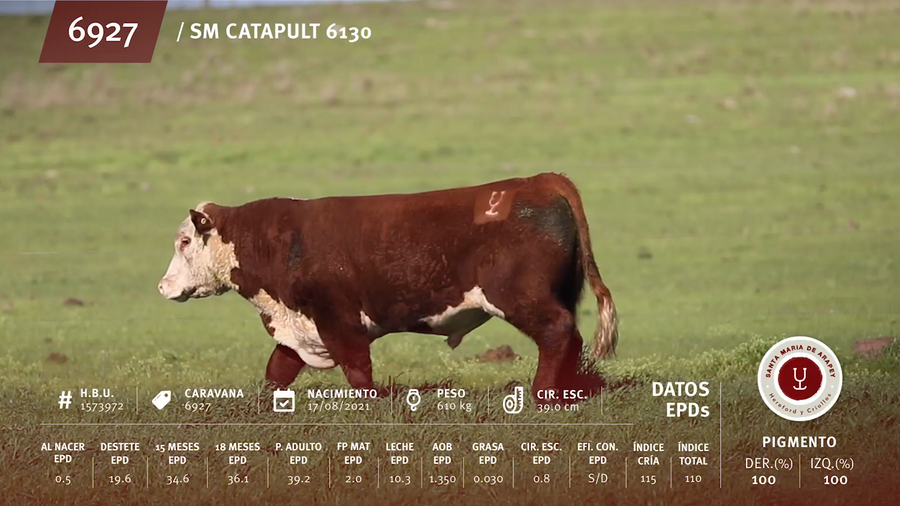 Lote Toros a remate en Remate anual Ñu Porá 2023, Paysandú