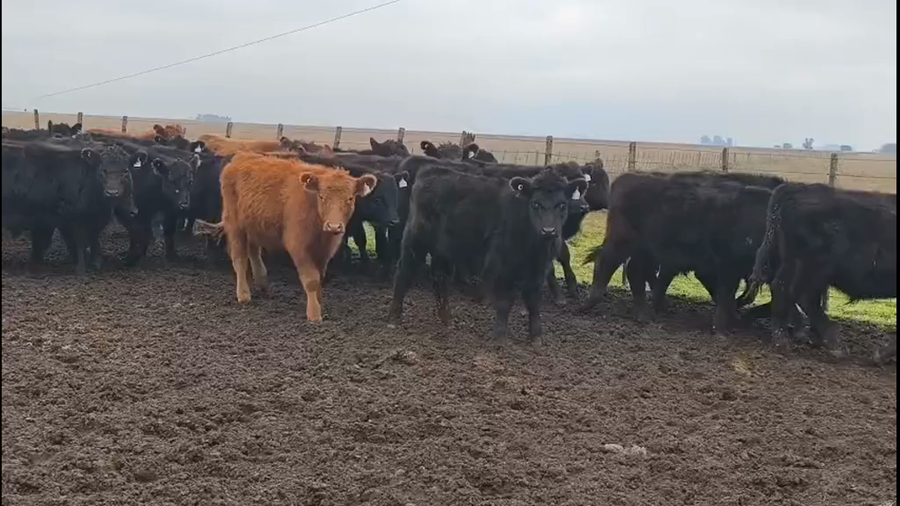 Lote 65 Terneros