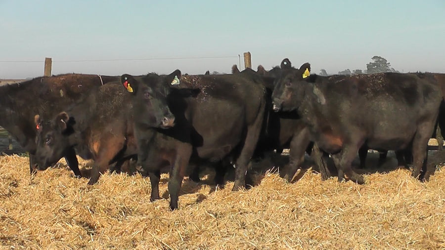 Lote VACAS NEGRAS CARAVANA ROJA LADO DERECHO