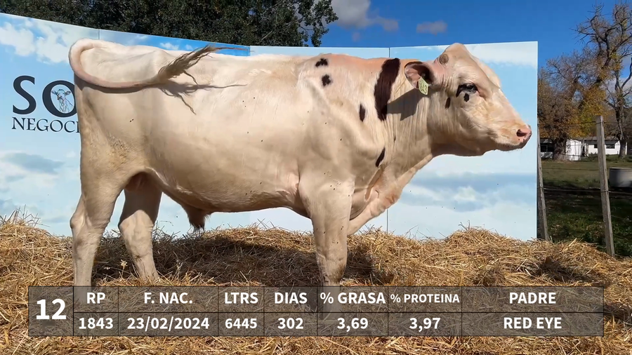 Lote LOTE 12 - RP 1843 - RED EYE x KAROLINE 1241 LEGION RED PAEDER
