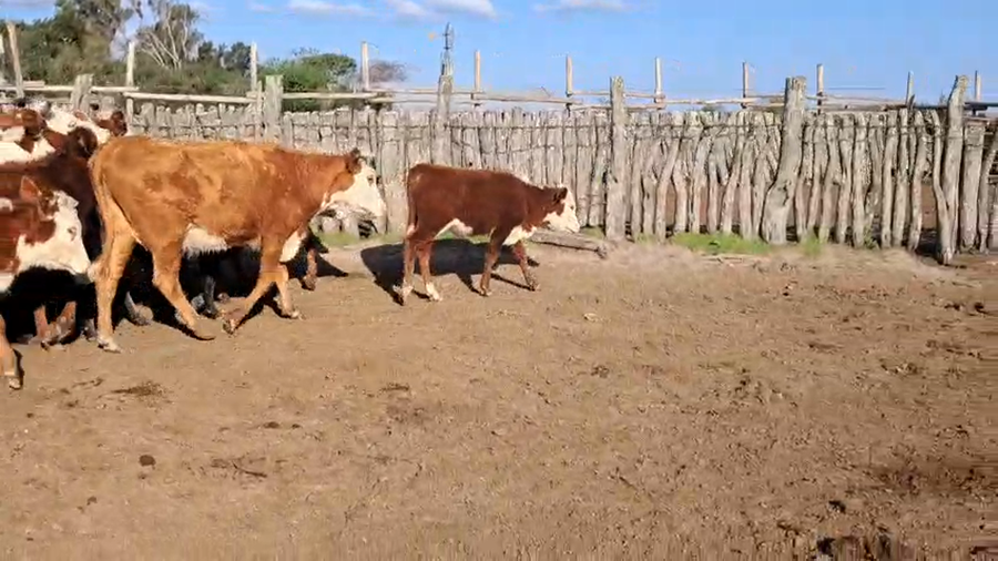 Lote 33 Vaquillonas con cría