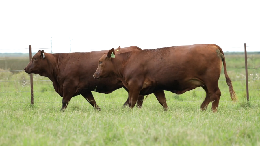 Lote Vaquilla Preñada TE