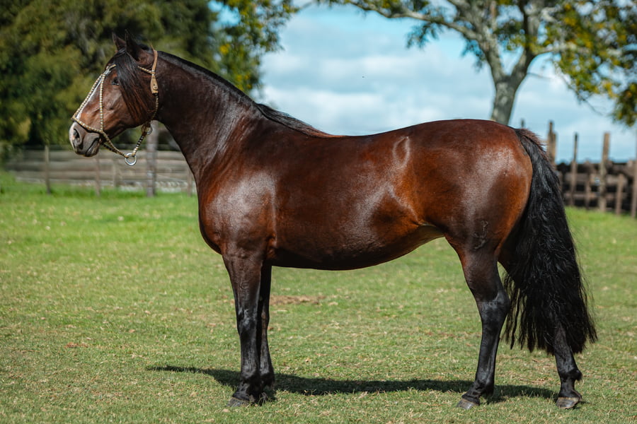 Lote Payuca Caraguata