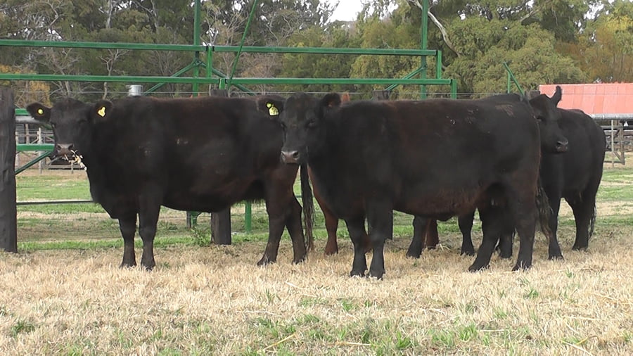 Lote VACAS ANGUS PREÑADAS